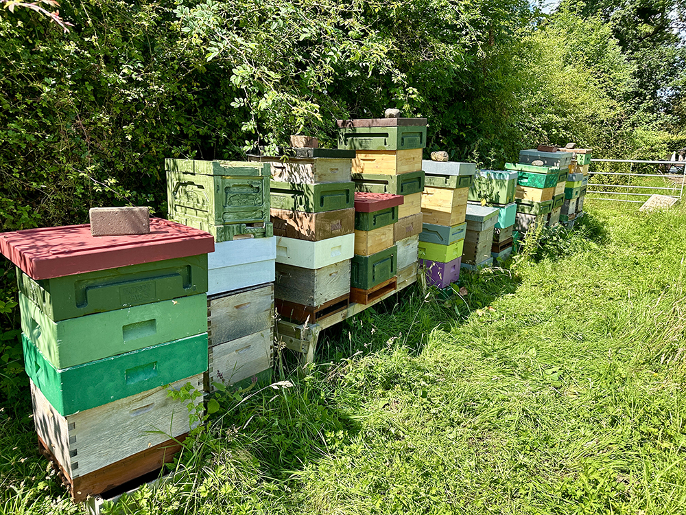Hives lined up on a farm in the summer