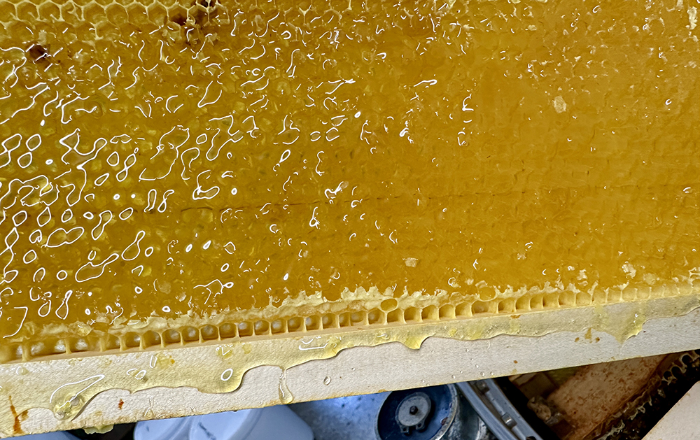 A frame of uncapped summer honey